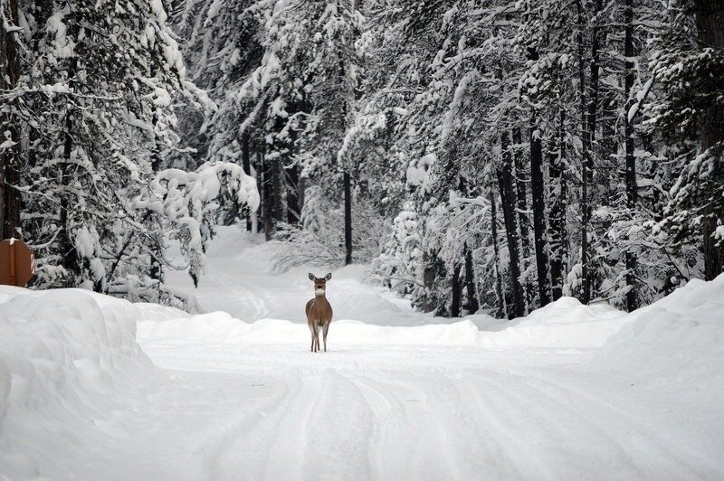 Including deer habitat as part of a forest management plan